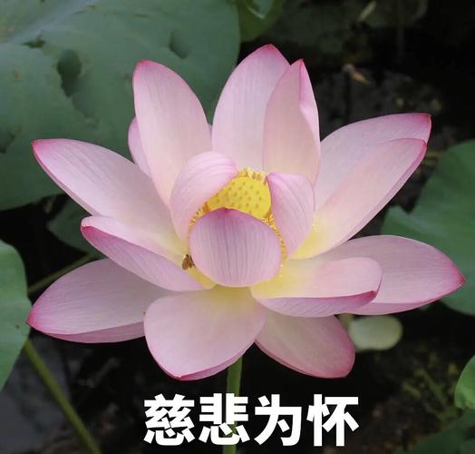 莲花头像