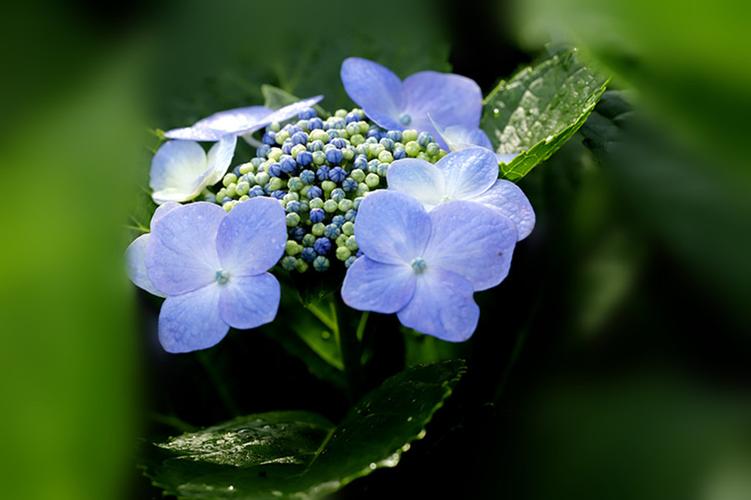 花朵图片大全