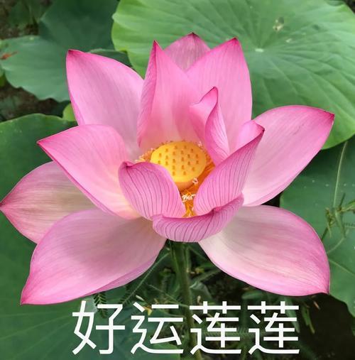 莲花头像