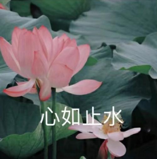 莲花头像