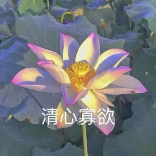 莲花头像