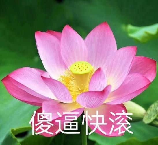 莲花头像