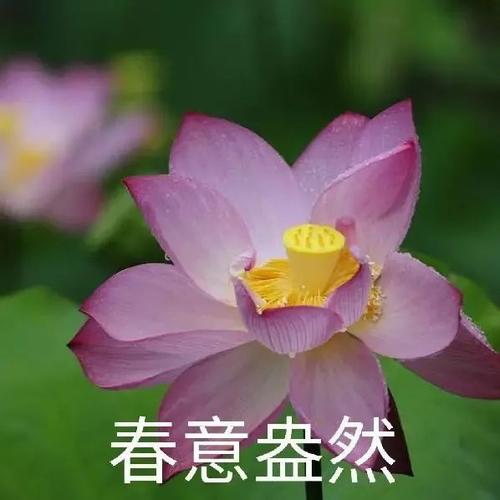 莲花头像