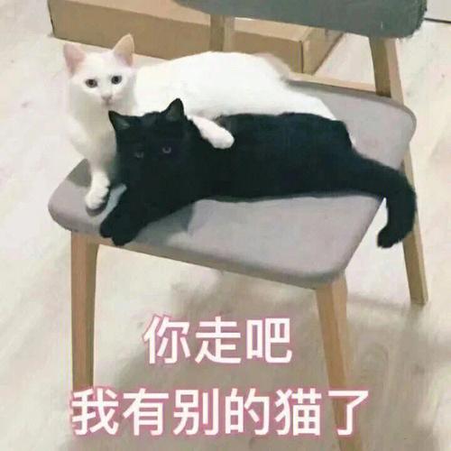 可爱的小猫头像