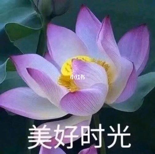 适合妈妈的微信头像