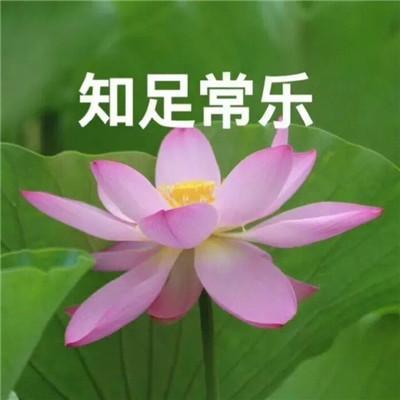 花头像微信头像 老年人