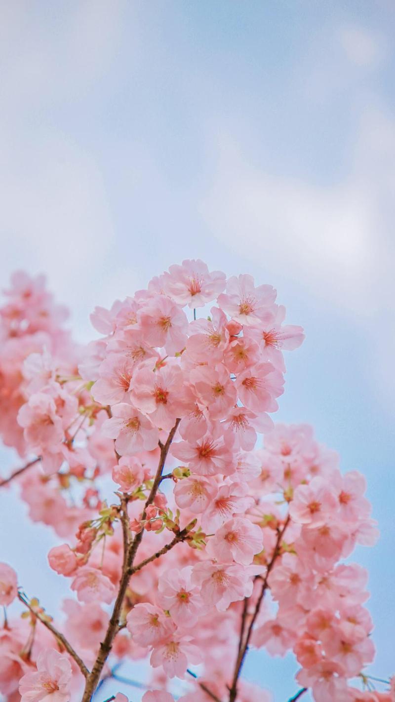 樱花图片唯美图片