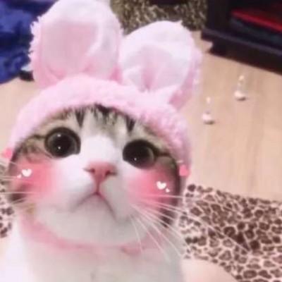 猫咪情侣头像