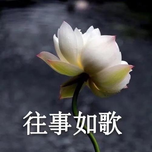 花头像微信头像 老年人