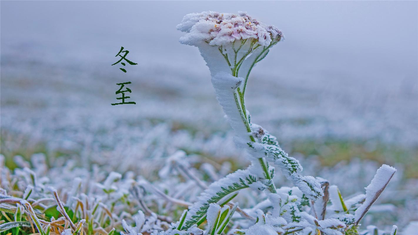 冬至唯美图片