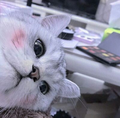 猫咪头像ins高级质感