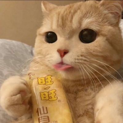 猫咪头像图片微信头像