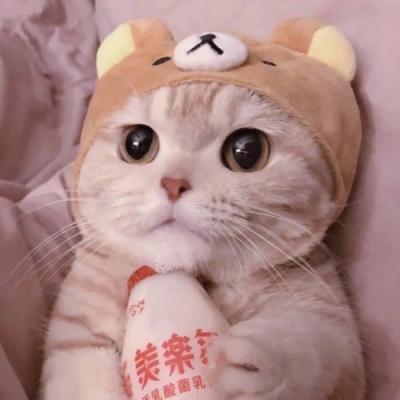 猫头像可爱