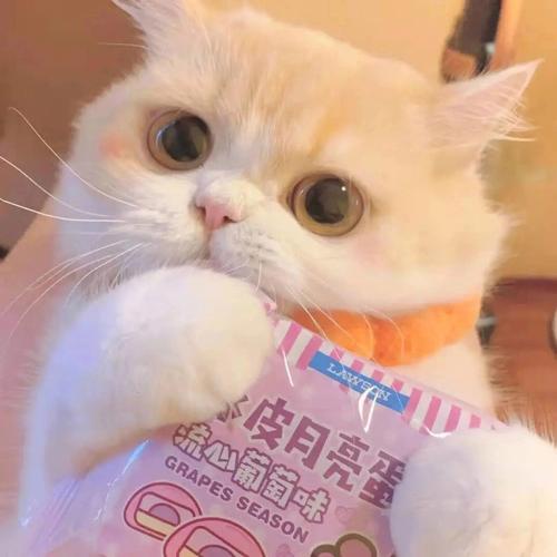 猫咪头像可爱