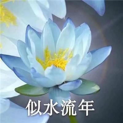 花开富贵微信头像