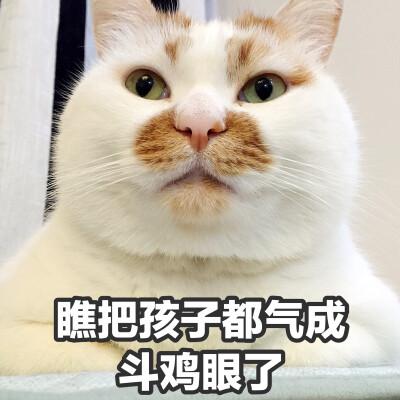 猫咪头像沙雕可爱