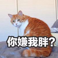 可爱猫头像