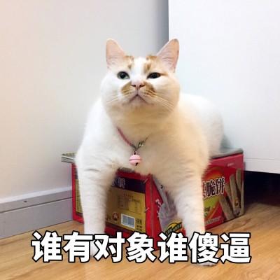 猫咪头像沙雕可爱