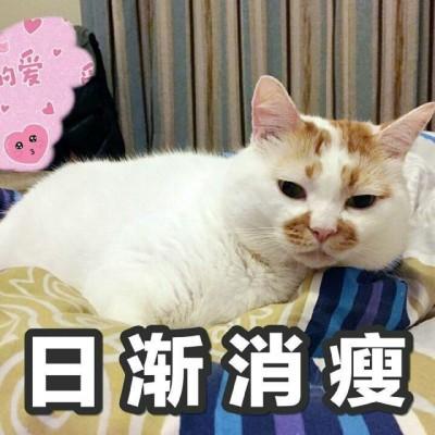 猫咪头像沙雕可爱