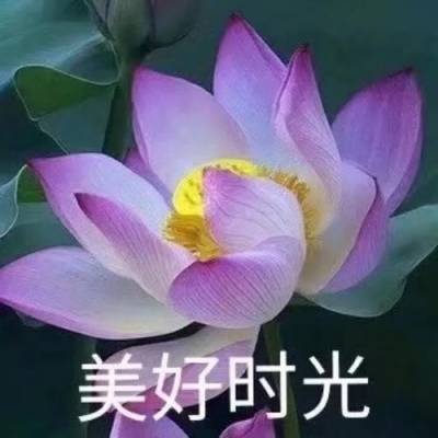 莲花图片微信头像