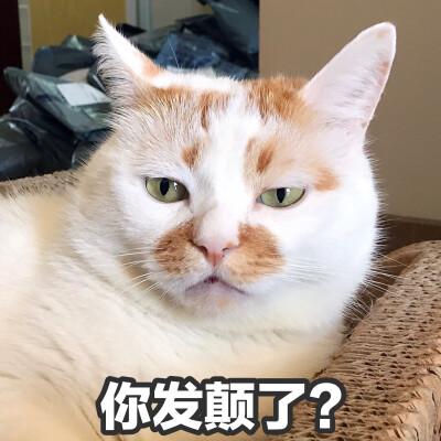 猫咪头像沙雕可爱