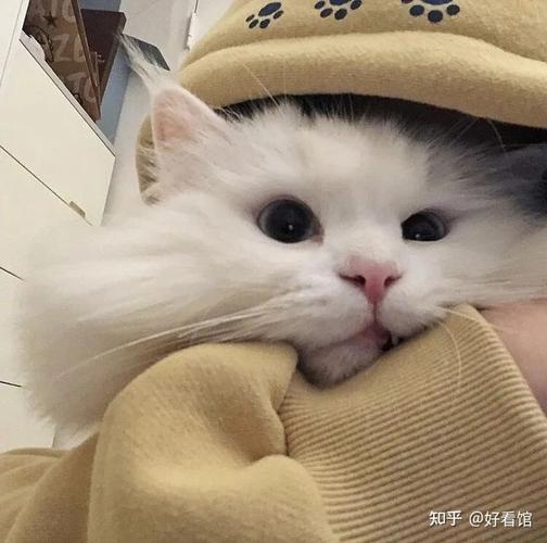 可爱猫头像