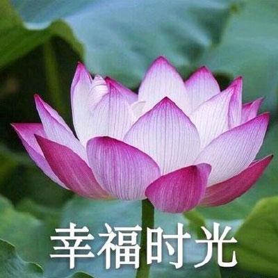 适合老年人的微信头像