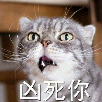 猫咪头像霸气冷酷