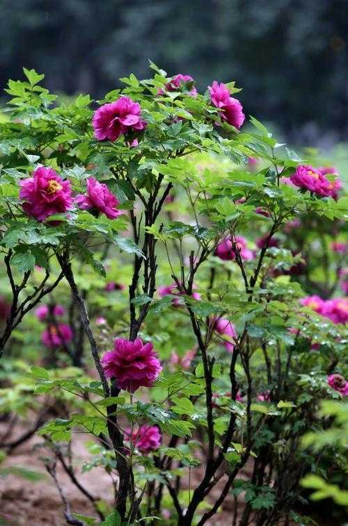 牡丹花 真实照片