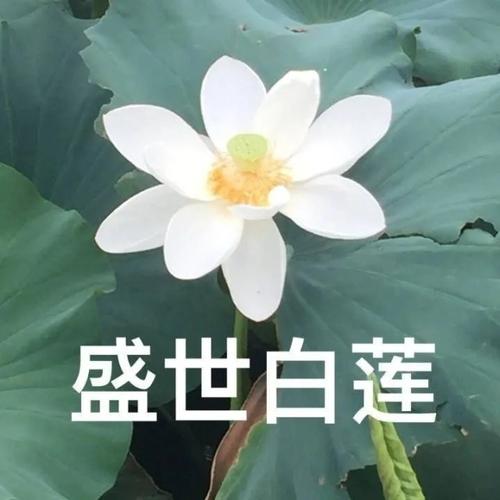 老年人头像微信头像花