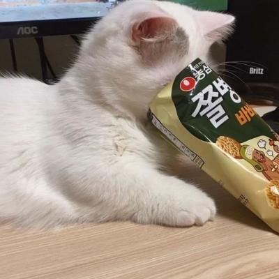 猫咪头像可爱微信头像