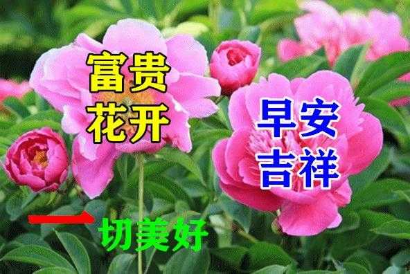 早上好唯美图片大全