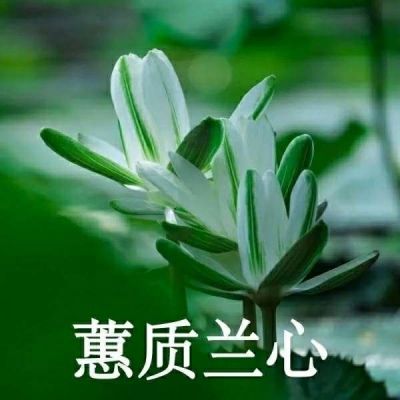 老年人头像微信头像花