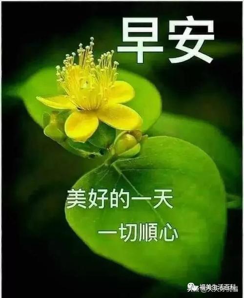 早上好唯美图片大全