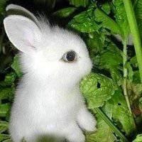 微信头像图片兔子